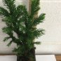 2 Plant Live Sky Pencil Holly 6" Not ship to AZ