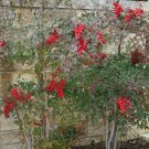 2 1/2" Pot 1 Plant Live Domestic Nandina 6"