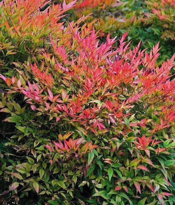 Quart Pot 1 Plant Live Gulf Stream Nandina 6"