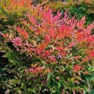 Quart Pot 1 Plant Live Gulf Stream Nandina 6"