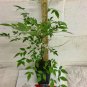 Quart Pot 1 Plant Live Gulf Stream Nandina 6"