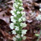 5 Root System Perennial Rattlesnake Orchid