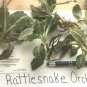 5 Root System Perennial Rattlesnake Orchid