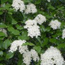 4" Pot 1 Plant Live Viburnum Prunifolium 6" Blackhaw Viburnum