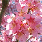 3" Pot 1 Plant Live Okame Flowering Cherry Tree 6"