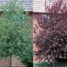 3" Pot 1 Plant Live Red Choke Cherry Tree 8"