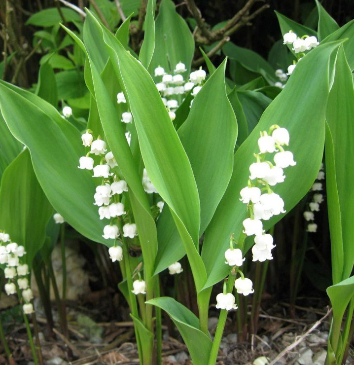 May Bells 5 Roots, Convallaria Majalis Lily of the Valley, May Lily