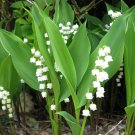 May Bells 5 Roots, Convallaria Majalis Lily of the Valley, May Lily