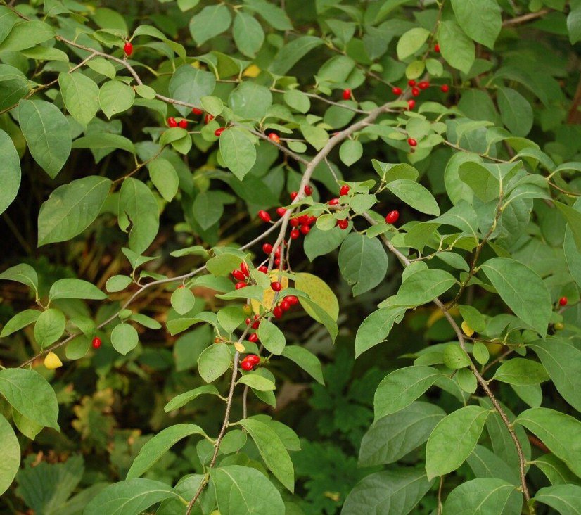 4" Quart Pot 1 Plant Live Lindera Melissifolia 10" Spice Bush Pond Berry