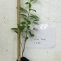 4" Quart Pot 1 Plant Live Lindera Melissifolia 10" Spice Bush Pond Berry