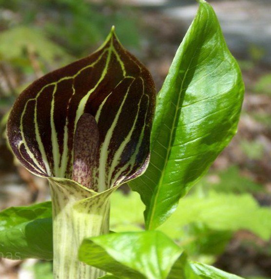 5 Bulbs Indian Turnip, Arisaema triphyllum, Jack-In-The-Pulpit