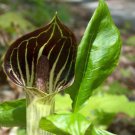 5 Bulbs Indian Turnip, Arisaema triphyllum, Jack-In-The-Pulpit