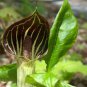 5 Bulbs Indian Turnip, Arisaema triphyllum, Jack-In-The-Pulpit