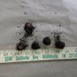 5 Bulbs Indian Turnip, Arisaema triphyllum, Jack-In-The-Pulpit