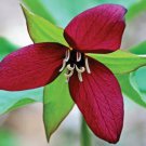Trillium Erectum, Red Trillium 5 bulbs Wood Lily