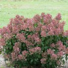 Quart Pot 1 Plant Live Little  Quick Fire Panicle Hydrangea Petite Shrub 6"