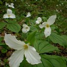 5 Bulbs Wood Lily White Trillium