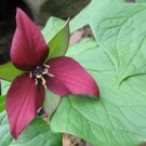 Trillium Erectum, Red Trillium 10 bulbs Wood Lily