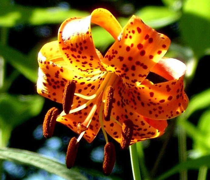 20 Bulbs/Roots Turk's Cap Lily