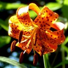20 Bulbs/Roots Turk's Cap Lily