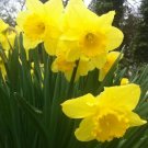 Buttercup, Wild Daffodil 100 Bulbs Lent Lily