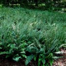 Polystichum Acrostichoides, Christmas Fern 10 Rhizome/Root