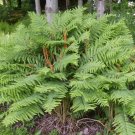 Osmundastrum Cinnamomeum, Cinnamon Fern 20 Rhizome/Root