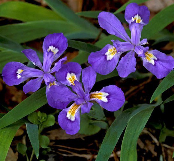 Iris Cristata 5 Crested Iris,Wild Iris Roots