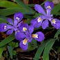 Iris Cristata 5 Crested Iris,Wild Iris Roots