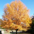 4" Pot 1 Plant Live Willow Oak 12" Not ship to AZ