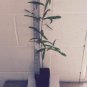 4" Pot 1 Plant Live Willow Oak 12" Not ship to AZ