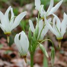 Roots Perennial, Shooting Star 5 Bulb