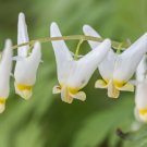 Root Systems, Dutchman's Breeches 5 bulbs