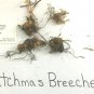 Root Systems, Dutchman's Breeches 5 bulbs