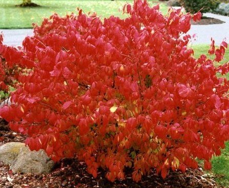 1 Plant Live Dwarf Burning Bush 6" not ship this item to AZ,CA.,MA,ME,VT,NH & N.Y.