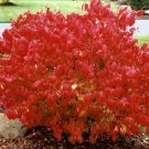 1 Plant Live Dwarf Burning Bush 6" not ship this item to AZ,CA.,MA,ME,VT,NH & N.Y.