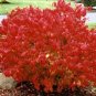1 Plant Live Dwarf Burning Bush 6" not ship this item to AZ,CA.,MA,ME,VT,NH & N.Y.
