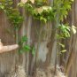1 Plant Live Dwarf Burning Bush 6" not ship this item to AZ,CA.,MA,ME,VT,NH & N.Y.