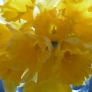 Narcissus Pseudonarcissusm Wild Daffodil 25 Bulbs Lent Lily