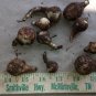 Narcissus Pseudonarcissusm Wild Daffodil 25 Bulbs Lent Lily