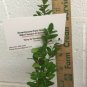 Quart Pot 1 Plant Live Pencil Holly 6" Not ship to ARIZONA