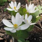 Sanguinaria Canadensis, Bloodroot 5 Roots-Flowering Perennial
