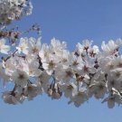 3" Pot 1 Plant Live Yoshino Flowering Cherry 6" Not ship this item to CA