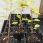 3" Pot 1 Plant Live Yoshino Flowering Cherry 6" Not ship this item to CA