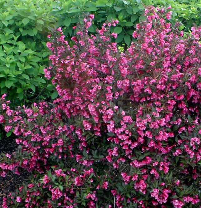 Quart Pot 1 Plant Live Wine & Roses Weigela 6" We do not ship to ARIZONA