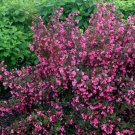 Quart Pot 1 Plant Live Wine & Roses Weigela 6" We do not ship to ARIZONA