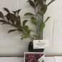 Quart Pot 1 Plant Live Wine & Roses Weigela 6" We do not ship to ARIZONA