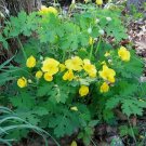 Stylophorum Eiphyllym, 20 Celandine Yellow Poppy Bulb