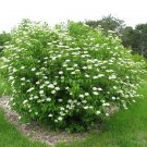 1 Plant Live Chicago Lustre viburnum We do not ship to ARIZONA