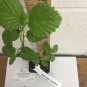 1 Plant Live Chicago Lustre viburnum We do not ship to ARIZONA